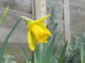 daffodil flower