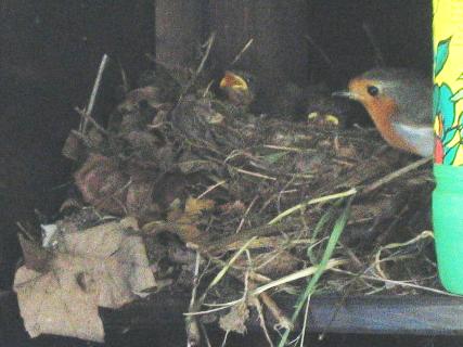 robin's nest